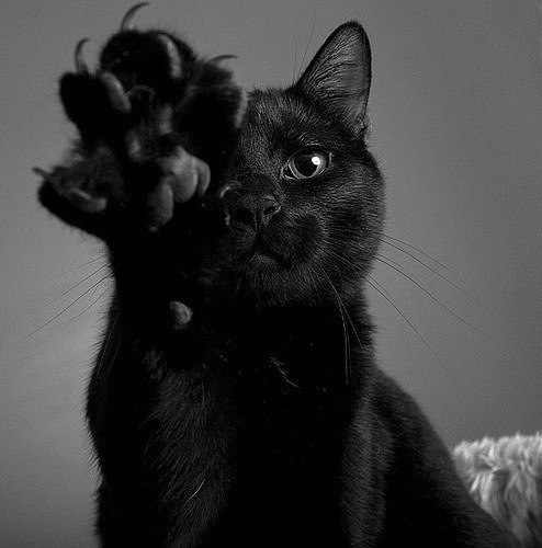 Чёрный кот, перебегающий вам дорогу, означает, что животное куда-то идёт. Не усложняйте!