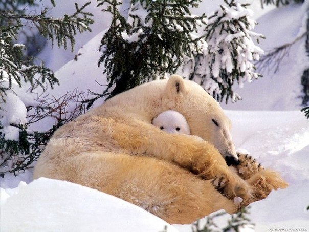 Медвежонок охраняет сон мамы...♥