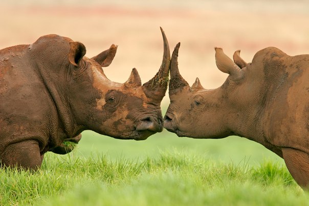 Целующиеся носороги, Южная Африка. Интересно, им не мешают рога? :)