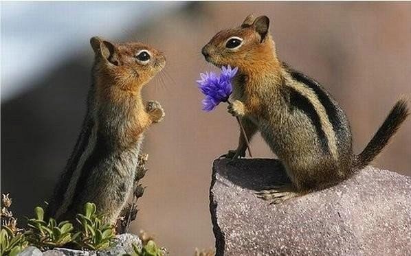 Даже бурундуки понимают, что весной нужно дарить цветы!