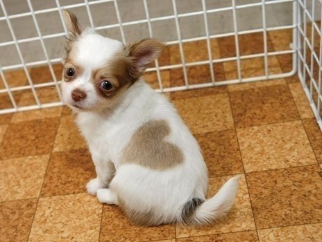 В Японии живет щенок Чихуа-Хуа с сердечком на боку.