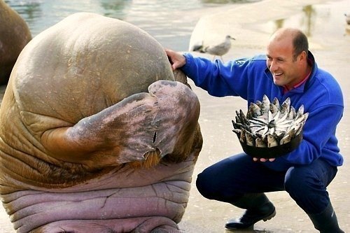 Морж скрывает свое лицо в смущении, когда человек дарит ему пирог, сделанный полностью из рыбы. Так мило..)