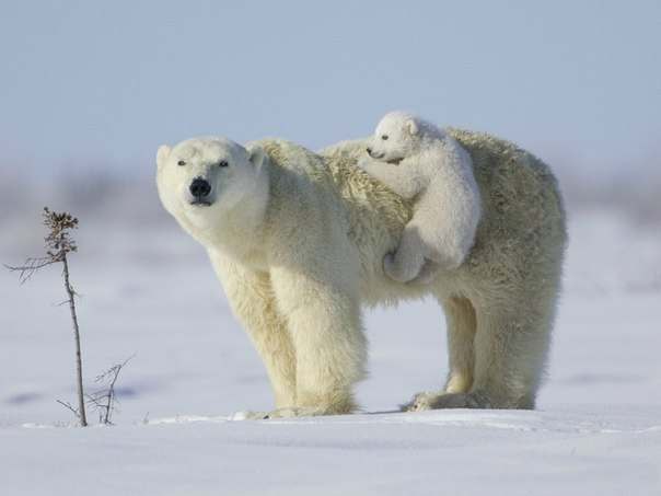 Медвежонок вскарабкивается на маму.