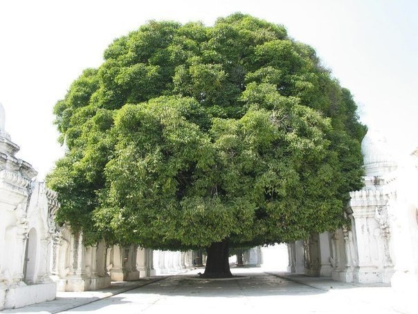 Огромное пушистое дерево, город Мандалай, Мьянма
