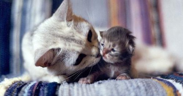 Любовь матери к своим детям- самая сильная любовь на свете...♥