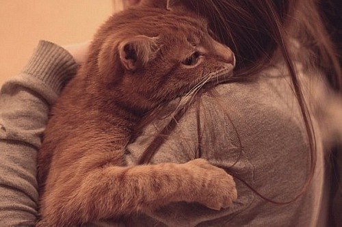 Женщину нужно любить, как кошку: ласкать, баловать, кормить и радоваться, что домой пришла ...