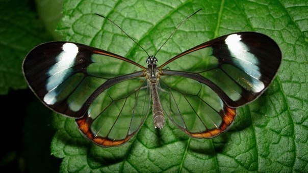 Удивительная бабочка с прозрачными крыльями.