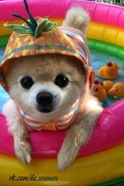 Шунсуке – самый очаровательный пес Японии.