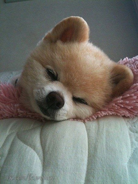 Шунсуке – самый очаровательный пес Японии.
