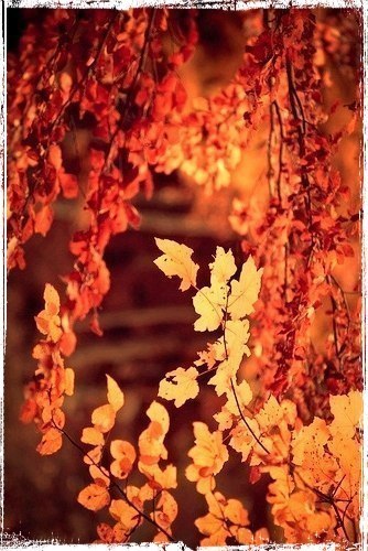 Осень — последняя, самая восхитительная улыбка года.