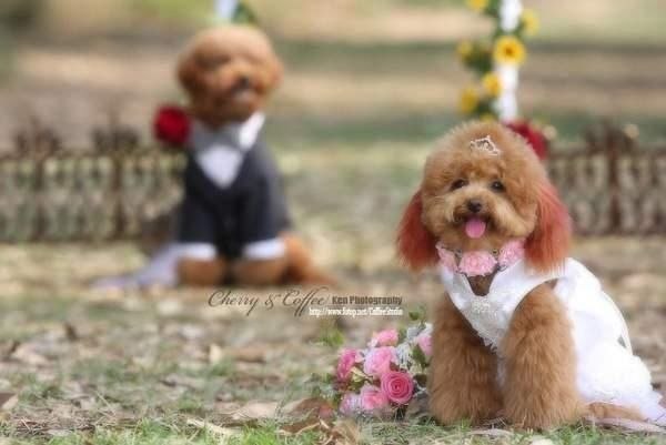 Собачья свадьба. как мило***
