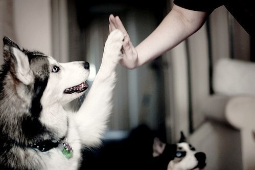 Собака так преданна, что даже не веришь в то, что человек заслуживает такой любви.