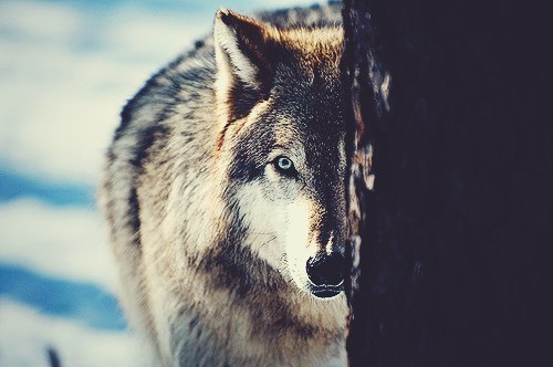 Главное не образ льва, а дух волка.