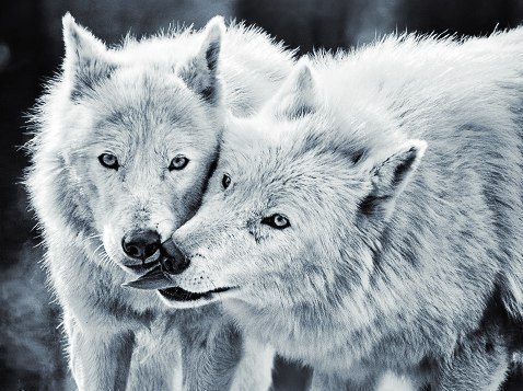 Влюблённый волк ужe нe хищник..