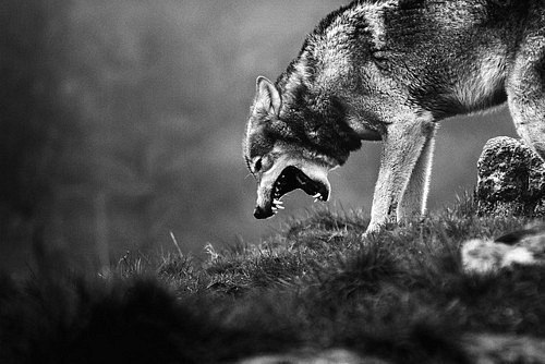 Старея волки теряют зубы, но не характер...