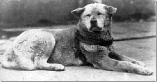 На фото - известный многим пес Хатико (сфотографирован незадолго до его смерти). 