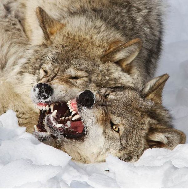 Притча о двух волках