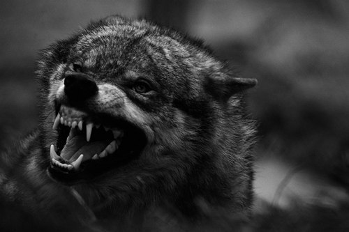Волк - единственный из зверей, который может пойти в бой на более сильного противника. Если же он проиграл бой, то до последнего вздоха смотрит в глаза противника, после чего умирает.
