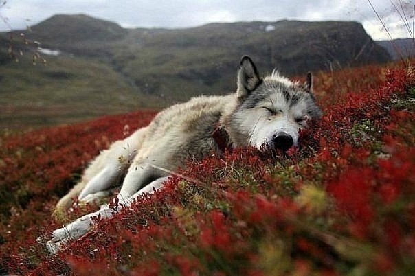 Закон волков гласит, что за любовь, свободу и товарищей можно отдать даже свою жизнь.