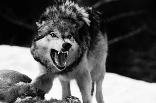 Волк - единственный из зверей, который может пойти в бой на более сильного противника. Если же он проиграл бой, то до последнего вздоха смотрит в глаза противника, после чего умирает.