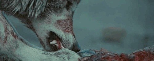 Волк не собака, он страха не знает, он за своих всегда убивает!