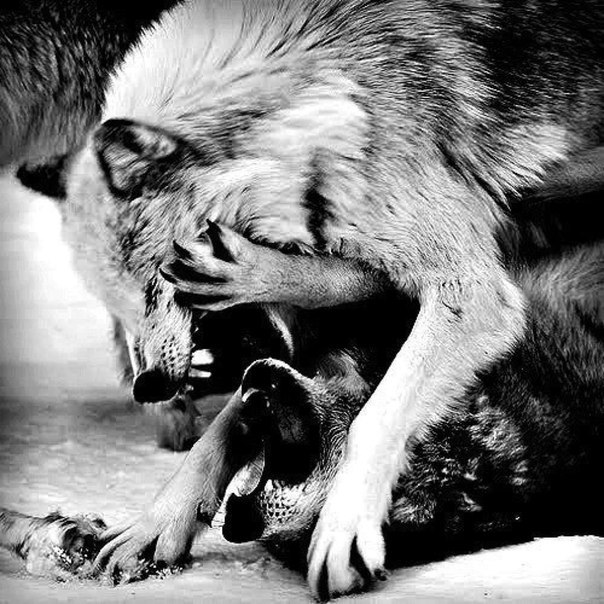 В детстве вас учили бояться волков, а нас учили ими быть...