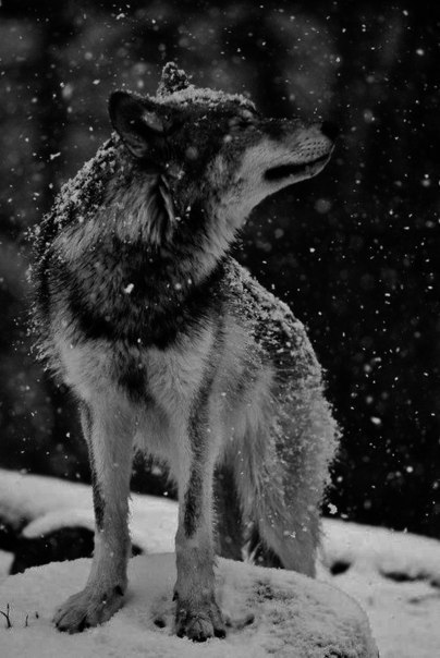 Волк - он страха не знает, он за своих всегда убивает!
