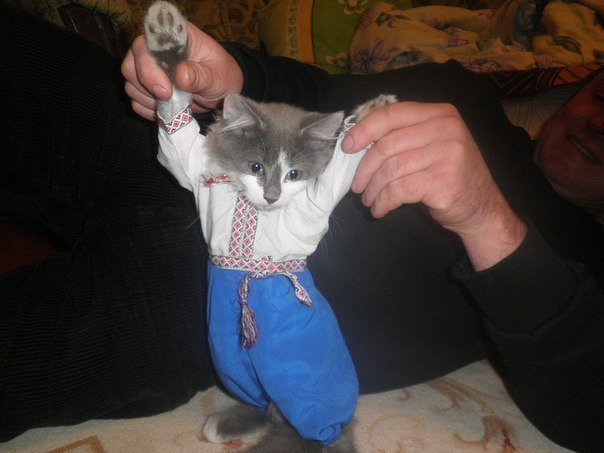 Типичный украинский кот :3