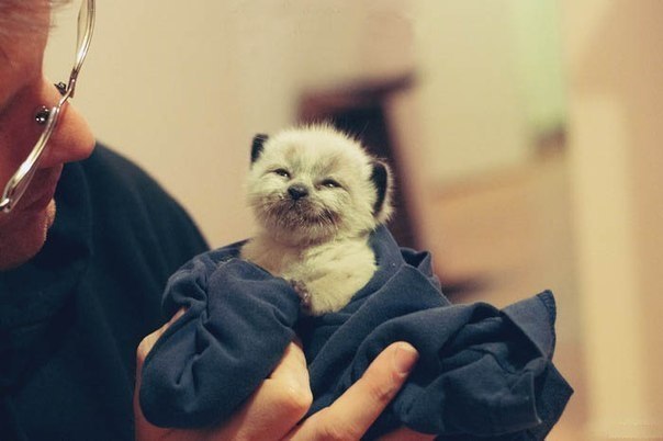 Наверное, это самый счастливый котенок )))))))))))