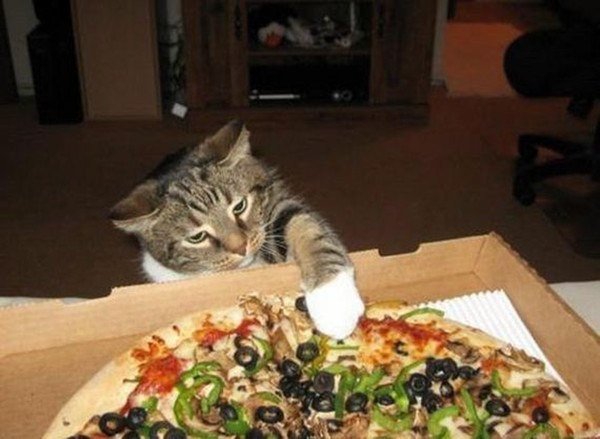 Всё время хочу спросить своего кота - пицца на паласе вкуснее, чем в миске?