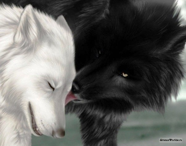 Волк, не кобель. Волк либо один, либо с одной волчицей и навсегда...