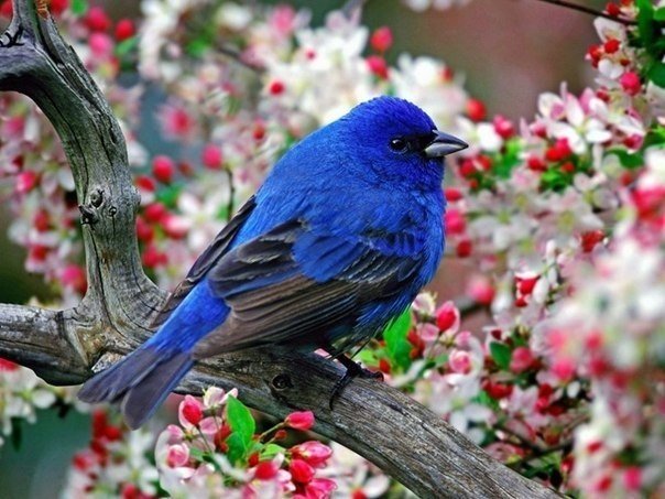 Синяя птица счастья существует!
