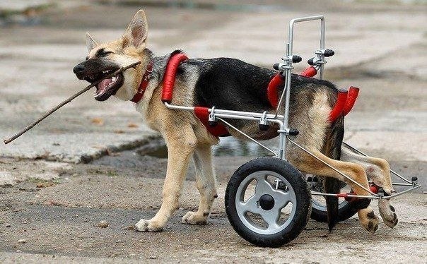 Жизнерадостный щенок - инвалид
