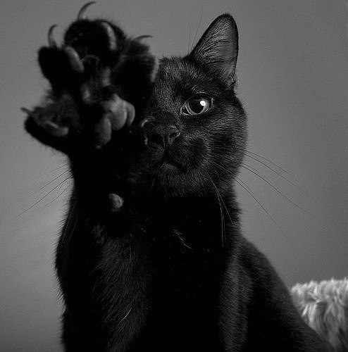 Чёрный кот, перебегающий вам дорогу, означает, что у него дела на другой стороне дороги))) Не усложняйте!