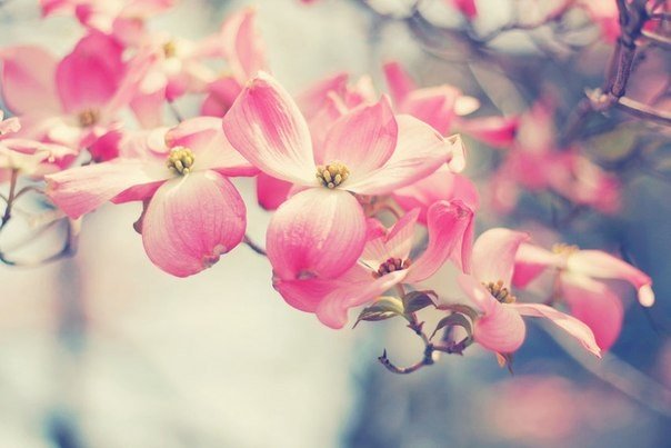 «Живи, сохраняя покой. Придет весна, и цветы распустятся сами.» 