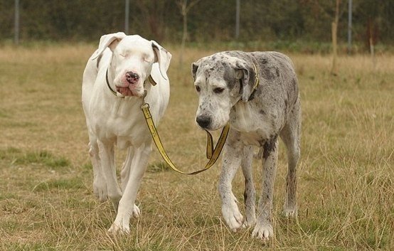Собака ведет своего слепого друга за поводок... 